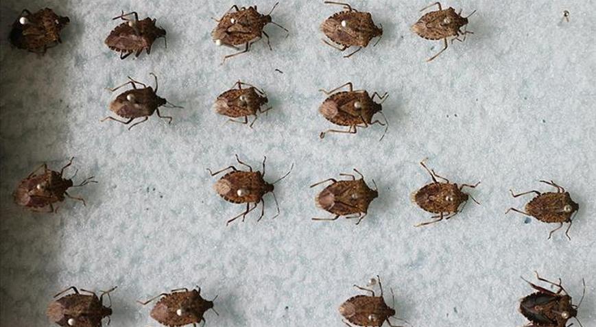 Çiftçinin korkulu rüyası Önce Avrupanın tamamına yayıldı sonra Türkiyede görüldü