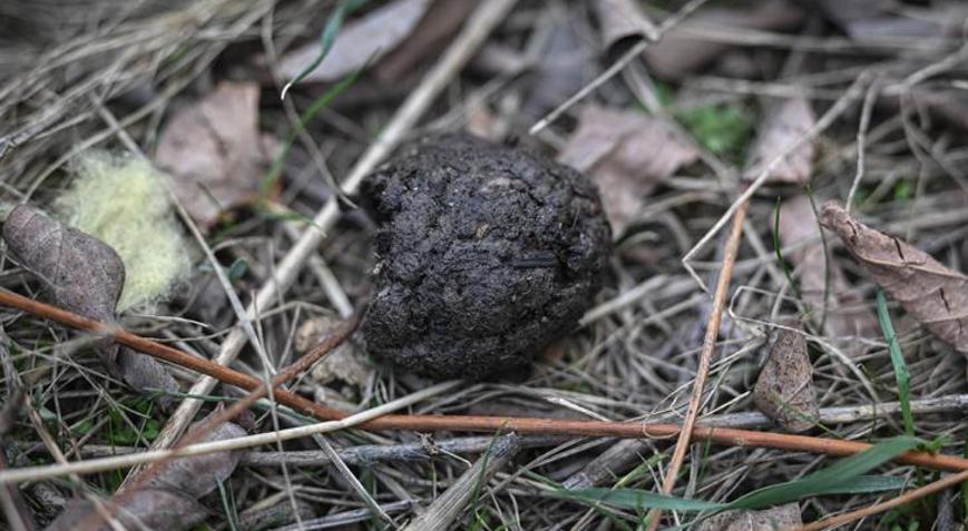 Liseli öğrencilerden tohum bombası Kızılcahamamda kullanılacak