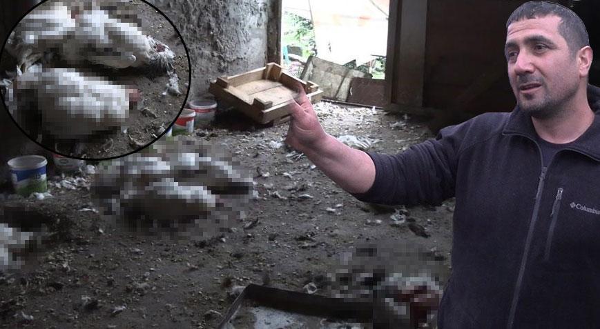 Yer: Rize Kümeste katliam: Onlarca hayvan telef oldu