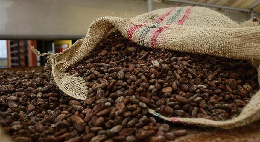 Kakao fiyatları yüzde 30un üzerinde geriledi