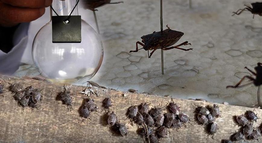 Geldiğinden beri artıyor Büyük istila TutSAKla kesilir mi Canımızı acıtacak