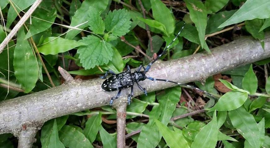 Fındığın kanseri Drakula son evrelerini yaşıyor