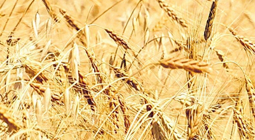 Kavılca buğdayının zaman yolculuğu