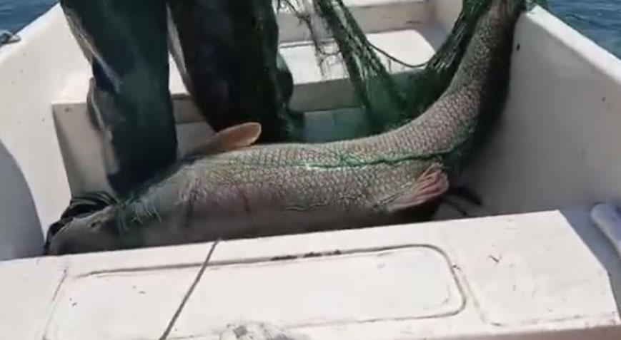 72 kiloluk dev ağa takıldı 2 gün üst üste yakalandı