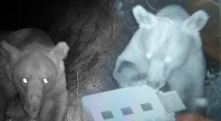Arıcıların kabusu oldular Fotokapan suçüstü yakaladı