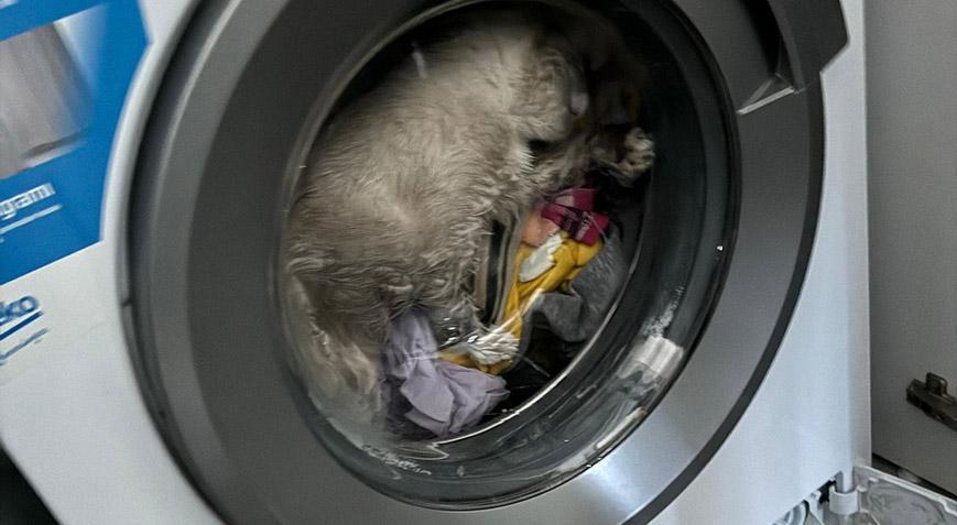Çalışan çamaşır makinesinde sıkışan kedinin imdadına itfaiye koştu