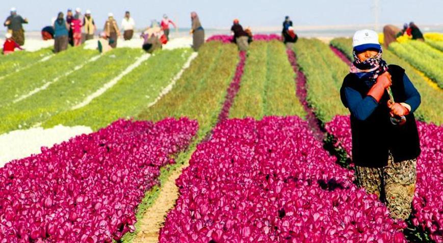 Çiftçi yaş ortalaması yükseldi Gençler tarımdan kaçıyor, çiftçiler yaşlanıyor; gıda arz güvenliği tehlikede