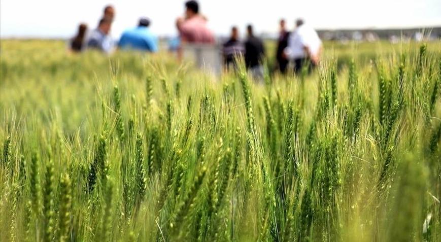 Türk hububatçılar, ABD raflarında kalıcı olmayı hedefliyor