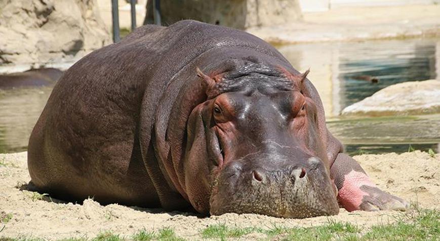 Kongoda 50 su aygırı şarbondan zehirlendi