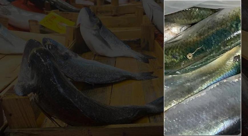 Balıkların içinden çıkan parazitler şoke etti Uzman konuştu