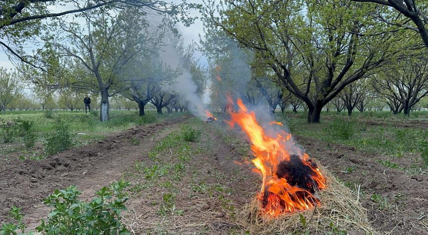 Kayısı Üreticileri Zirai Donla Mücadele Ediyor