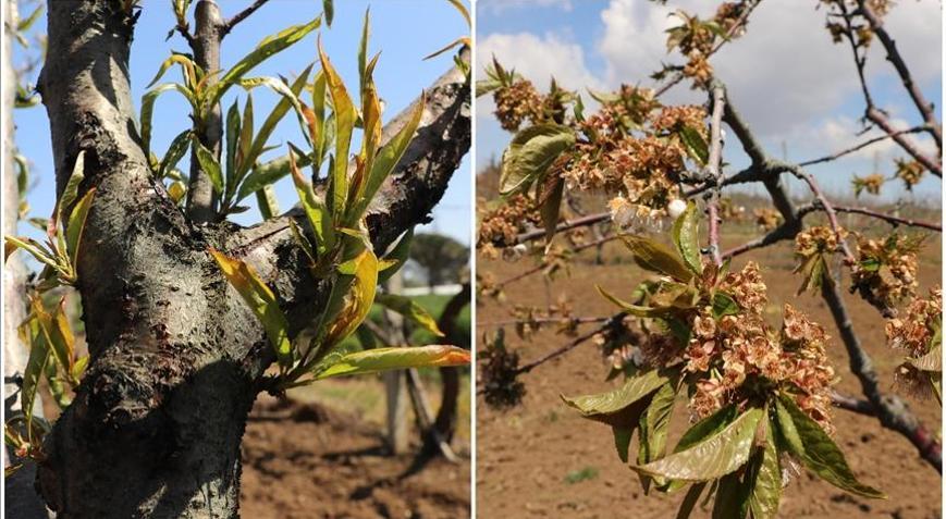 Küresel iklim değişikliği rekolte kaybına neden oluyor