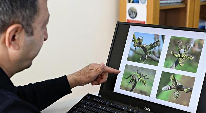 Fındık üreticilerine yaprak gübrelemesi önerisi