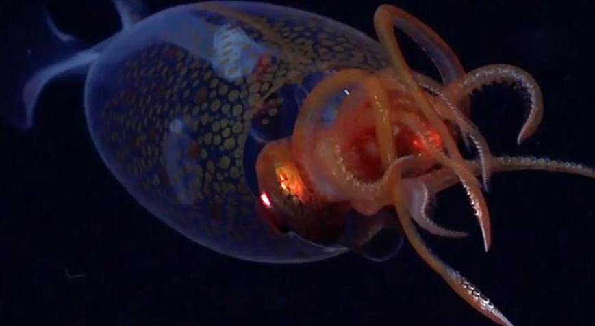 Dev kalamar ilk kez canlı olarak görüntülendi