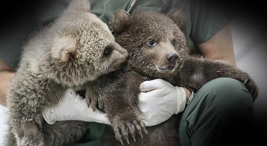 Ormanda bulunan yavru ay�lar �Bulut� ile �Ya�mur� bar�na��n maskotu oldu