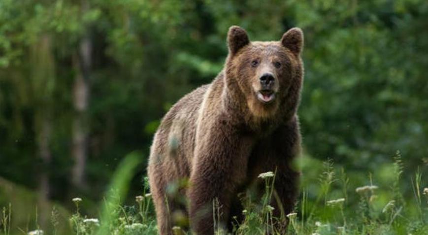 Japonyada vahşi hayvanların acil durumlarda vurulmasına izin veren yasaya onay