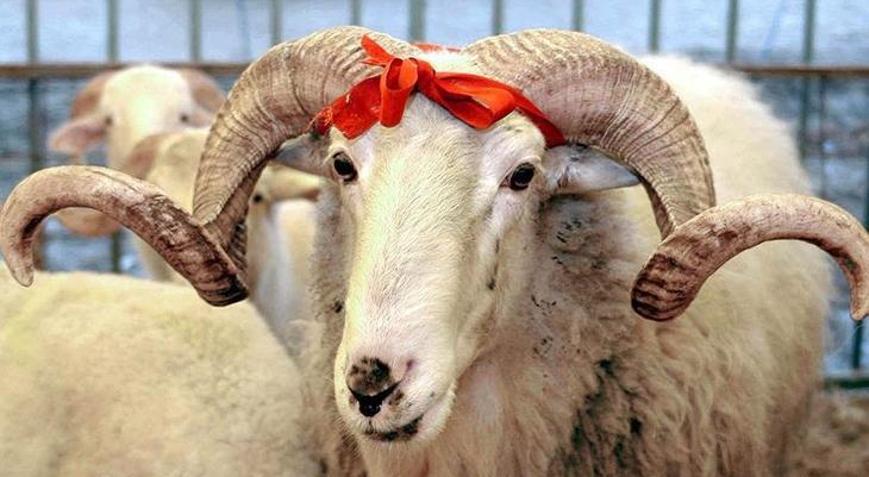 Son dakika: 2025 yılı kurban kesim bedeli açıklandı