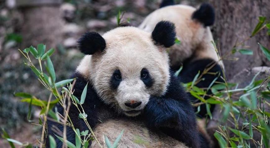 Çin, Avusturyaya iki dev panda gönderdi