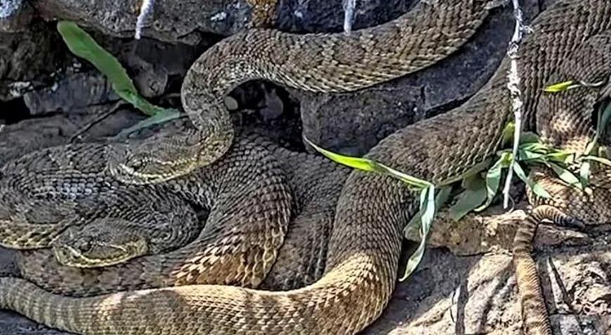 Coloradodaki dev inden çıngıraklı yılanlar fışkırıyor