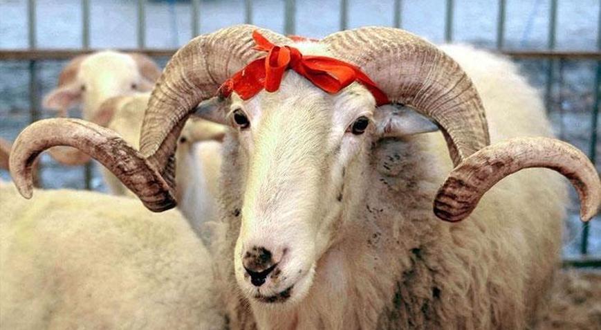 Türk Kızılayın vekaletle kurban kesim fiyatı belli oldu