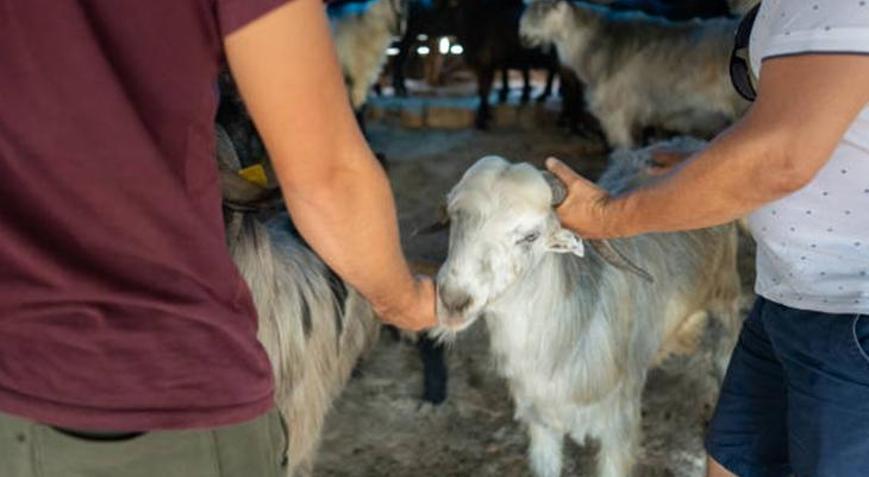 Kurban kesim fiyatı ne kadar 2025 Yurt içi ve Filistin Gazze kategorisi için vekaletle kurban kesim bedeli kaç TL