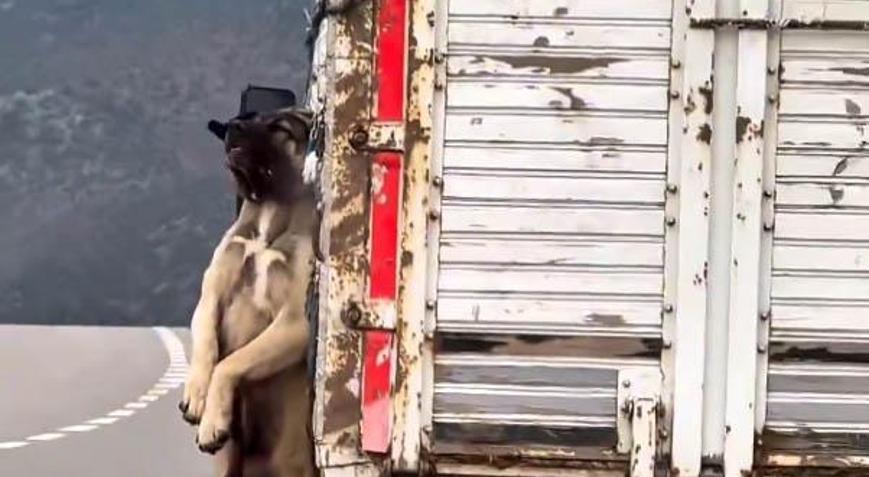 Kasasında köpek iple asılı halde seyrederken görüntülenen kamyonetin sürücüsüne adli işlem