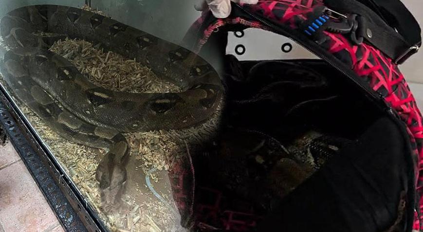 Yer: Bursa Metrelerce uzunlukta, 11 yaşındaki boa yılan ekipleri şoke etti