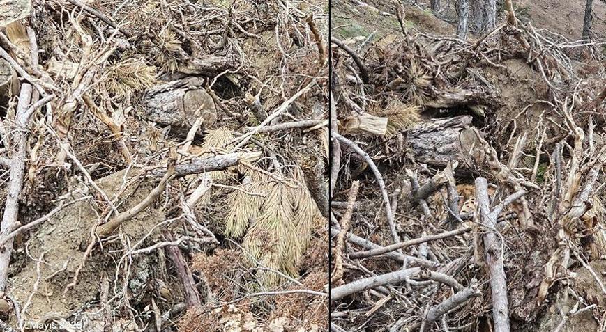 Kendini ve yavrularını kamufle etti Fotoğrafa dikkatli bakınca fark ediliyorlar