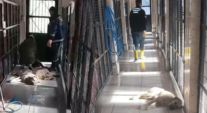 Barınakta hayvanlar uyutuldu iddiası Müdür görevden alındı