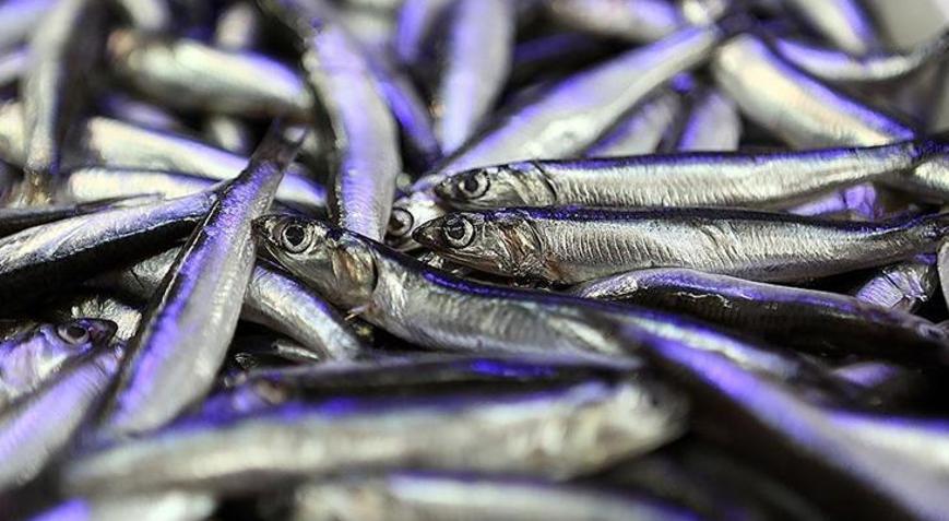 Hamsi ihracatından 4 ayda 4,7 milyon dolar kazanç