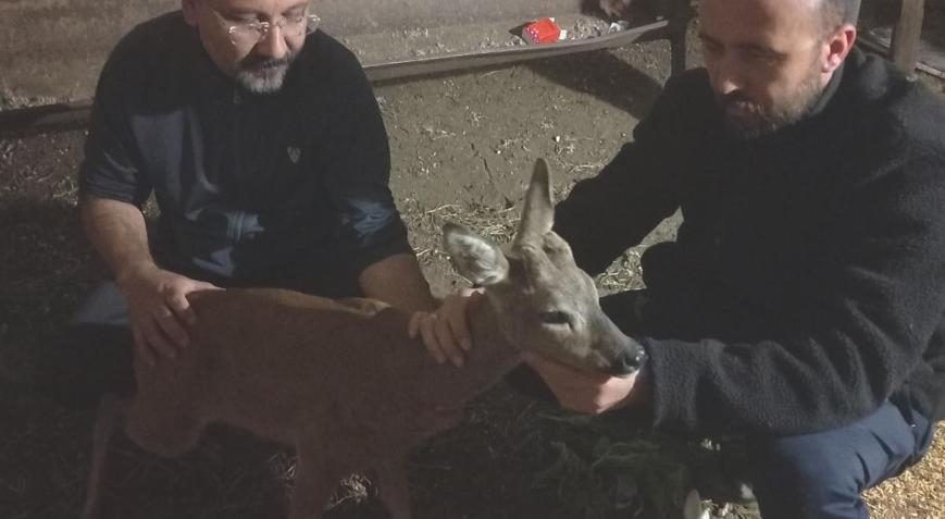 Gaziantepte Köpek Saldırısı: Yaralı Karaca Tedavi Edildi