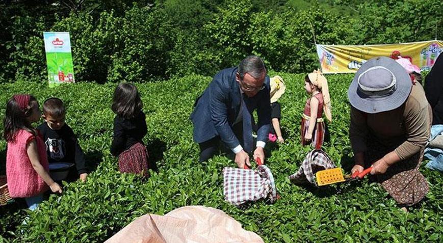 Artvinde geleneksel çay hasadı etkinliği düzenlendi