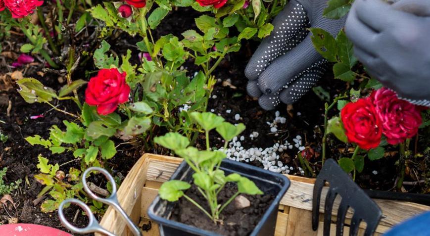 Bahçıvanların sır gibi sakladığı güle can veren teknik Çöpe atmak yerine toprağına serpiştirin