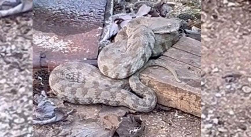 Çıtırtılardan şüphelendi Dev yılanı görünce şoke oldu