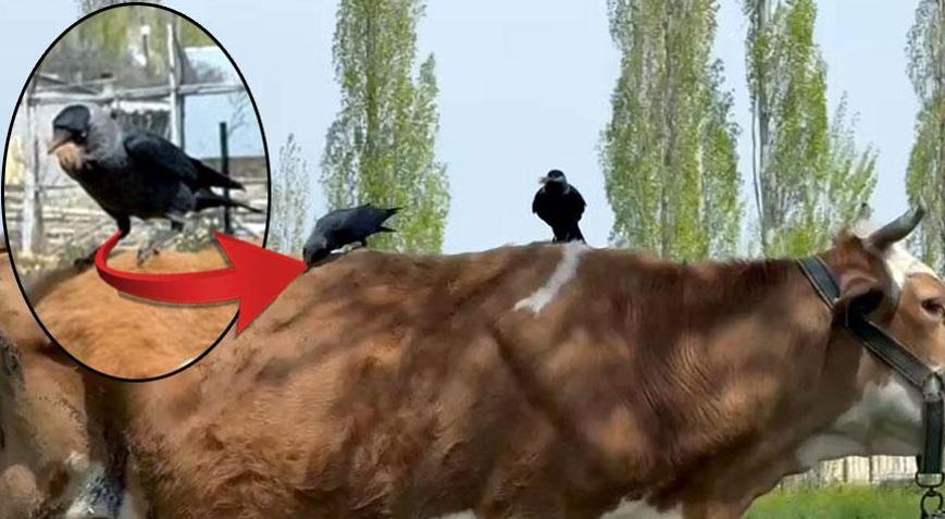 Kargalar, ineğin tüylerini yolup götürdü Sebebi şaşkına çevirdi