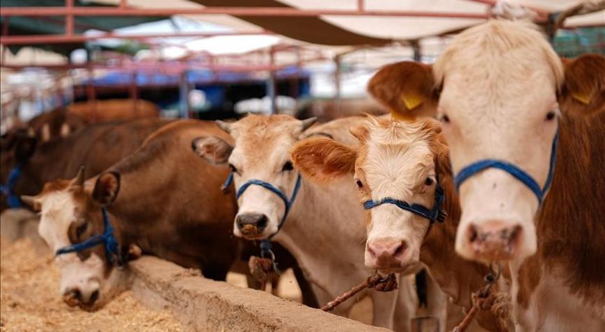 Bayramda 3 milyon 350 bin kurbanlığın kesilmesi bekleniyor