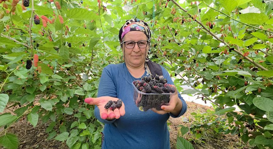 Silifkenin karadutu Orta Doğuyu tatlandırıyor
