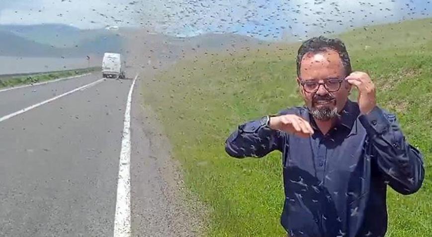 Bir anda sinek sürüsünün içinde kaldılar Kentte ürküten istila