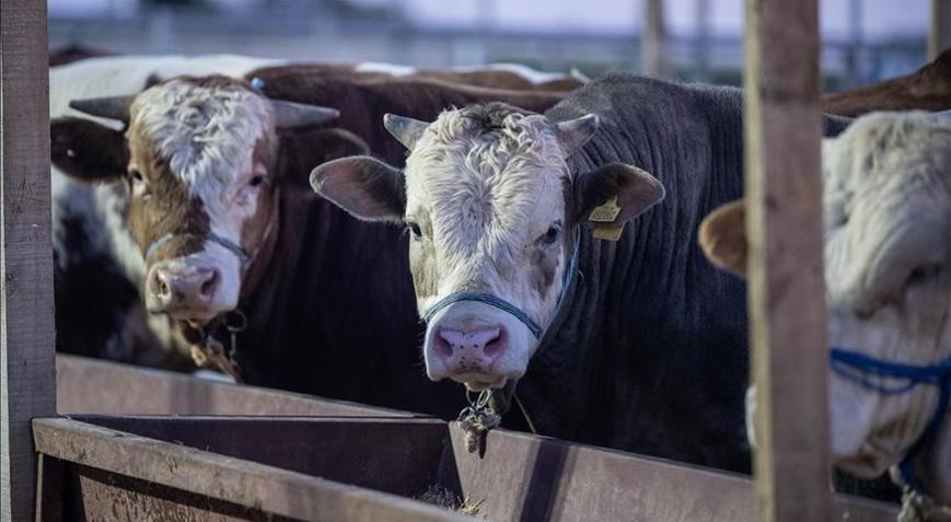 Et ve Süt Kurumu, kurban pazarlarında satılamayan hayvanları satın alacak