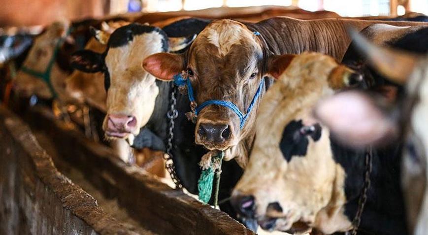 Diyanet uyardı Bayram namazı öncesi kesilen kurbanlar geçersizdir