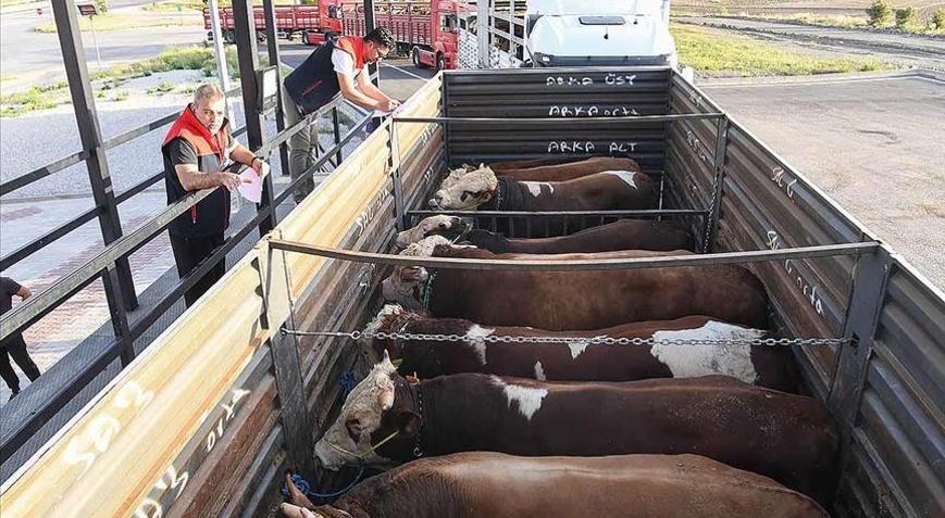 Kurban Bayramı öncesi hayvanlara yol denetim istasyonlarında sıkı kontrol