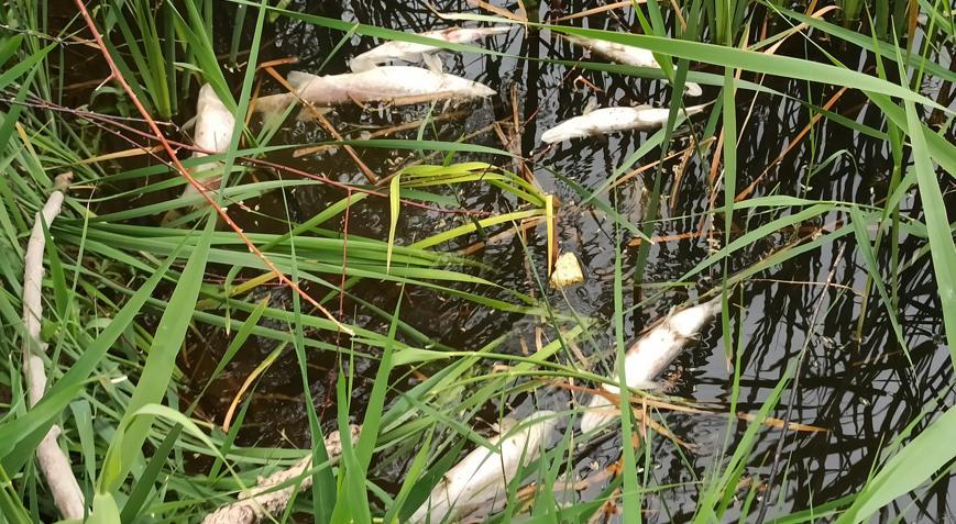 Kayseride sulama kanalında toplu balık ölümleri