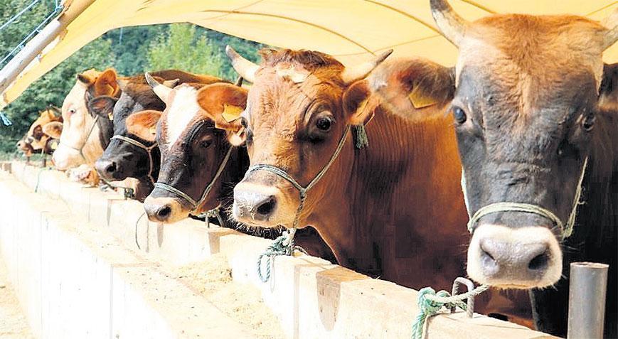 Yetkisiz kasaplara dikkat Ucuza işlem yaptırayım derken sağlığınızdan olmayın