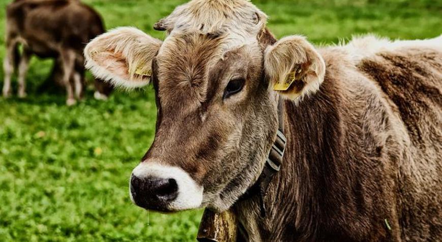 BAYRAMDA KURBAN NE ZAMAN KESİLİR Kurban kesimi ne zaman başlar, ne zaman biter Arefe günü kurban kesilir mi