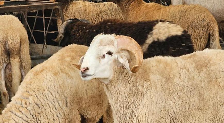 Fasta kurban kesimine ilişkin tüm faaliyetler durduruldu