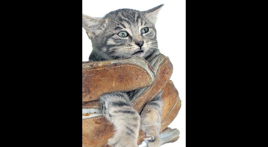 Canlar söz konusuysa dünya durur