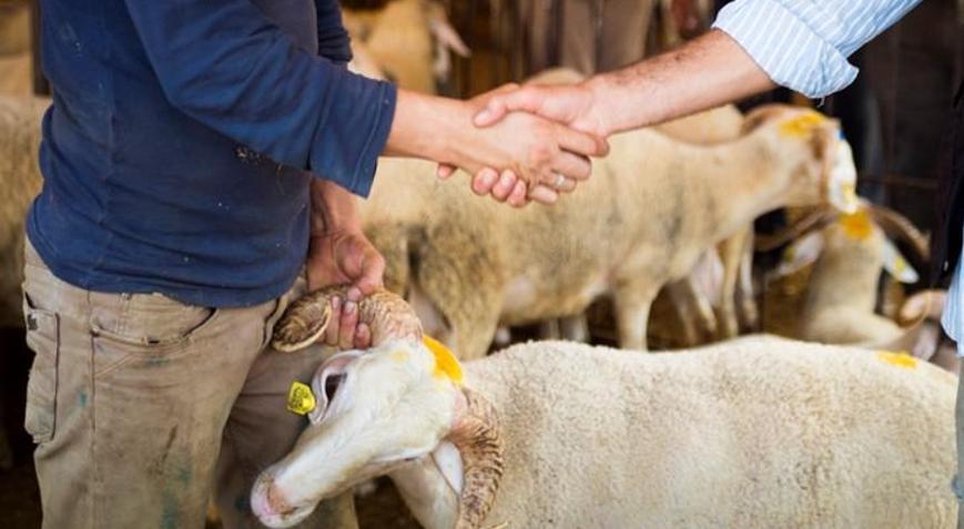 Kurbanlık hayvan nasıl kesilir Kurban ne zaman, bayramın kaçıncı gününe kadar kesilir