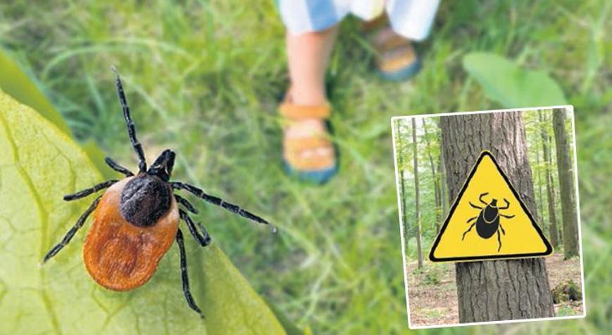 İstanbul’da kene uyarısı KKKA riski düşük, Lyme’a dikkat