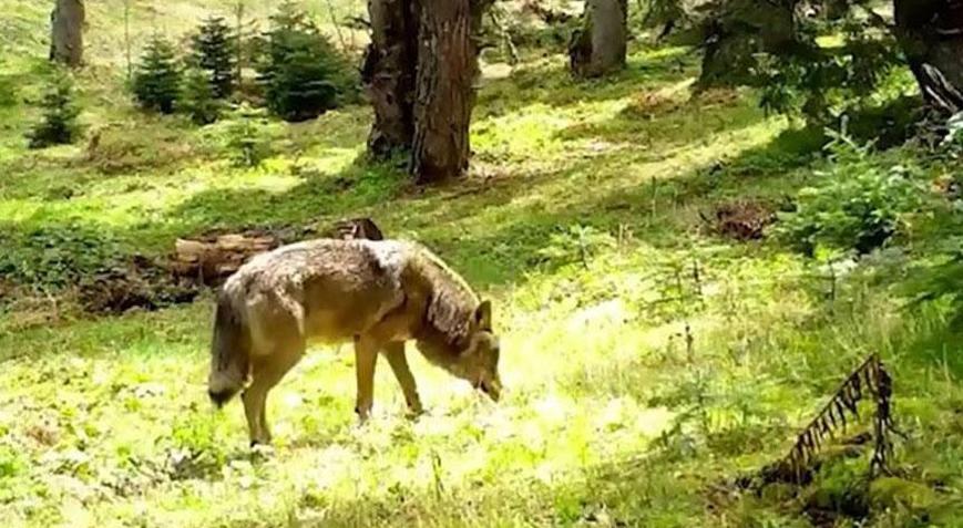 Nesli tükenmekte olan Bozkurt fotokapana yakalandı