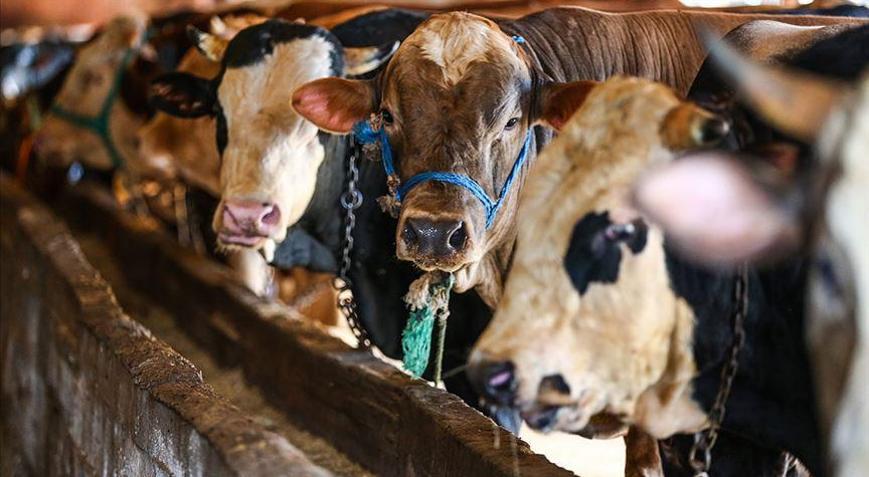 ESK karantina sebebiyle pazarlara sevk edilemeyen sağlıklı kurbanlıkları da satın alacak